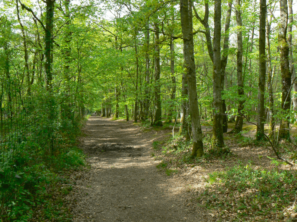 Foret de Grimbosq Thury Plein Air randonnée activité famille